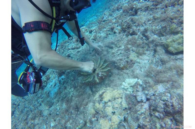 Marine Sponge Bacteria Produce Toxic, Flame-Retardant‑Like Compounds: New Study Reveals