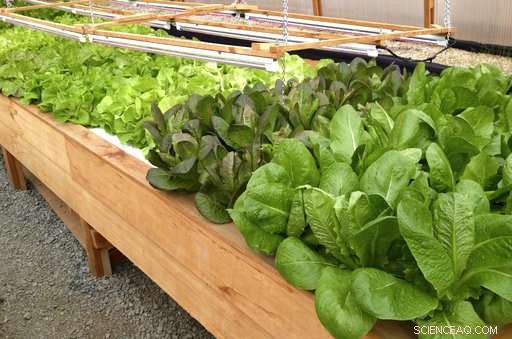 Alaska Unveils Greenhouse Guide to Ensure Fresh Veggies for Schools and Communities