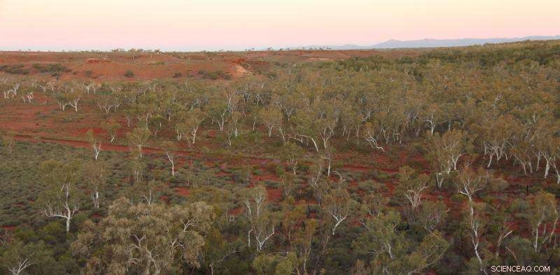 Hidden Forests Cover an Area Two-Thirds the Size of Australia, New Study Reveals