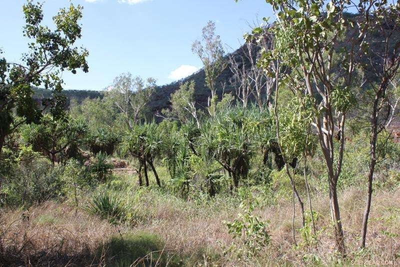 Hidden Forests Cover an Area Two-Thirds the Size of Australia, New Study Reveals