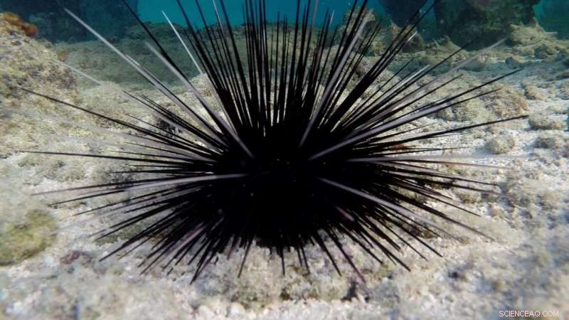 Aggressive Reef Predator Threatens Recovery of Caribbean Sea Urchins, New Study Reveals