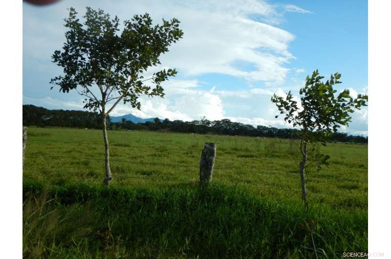 Study Reveals Cocaine Production Drives Deforestation in Central American Tropics