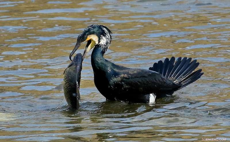 The Impact of Cormorant Feces on Reservoir Water Quality
