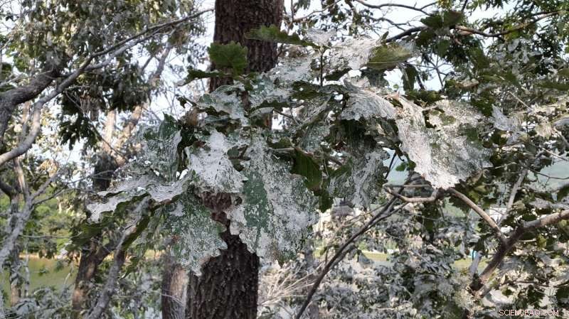 The Impact of Cormorant Feces on Reservoir Water Quality