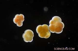 Using Magnesium in Plankton to Reconstruct Past Ocean Temperatures