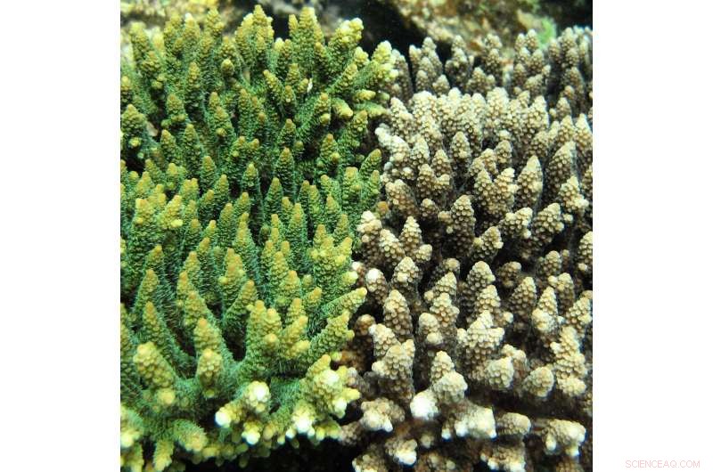 Steady Coral Larvae from Neighboring Reefs Accelerate Recovery of Degraded Reefs