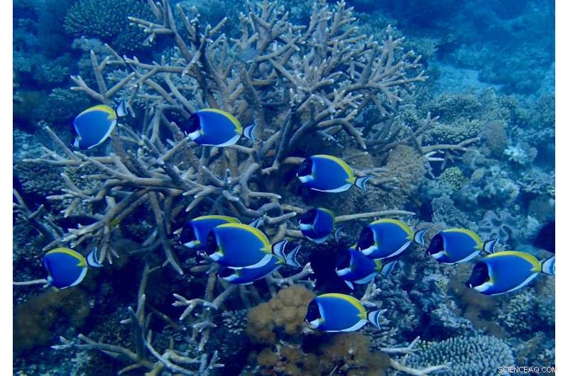 Scientists Find Coral Refuge Resilient to Climate Change—How to Protect It Now