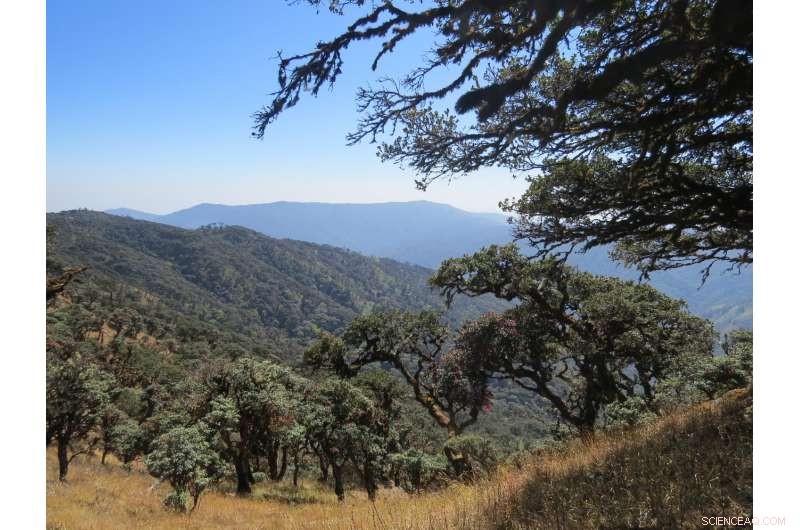 Myanmar s Forests Rapidly Decline Amid Political and Economic Shifts