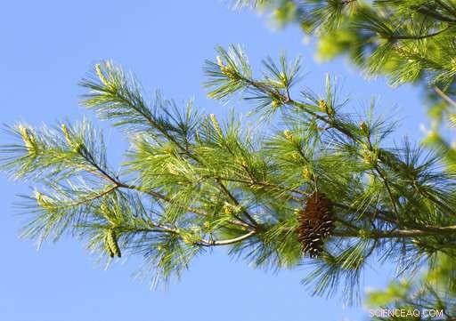 US Forests Shift Westward Amid Climate Change