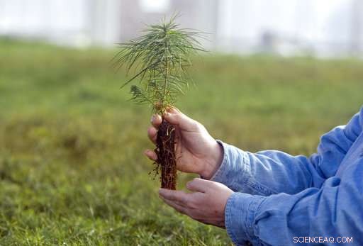 US Forests Shift Westward Amid Climate Change