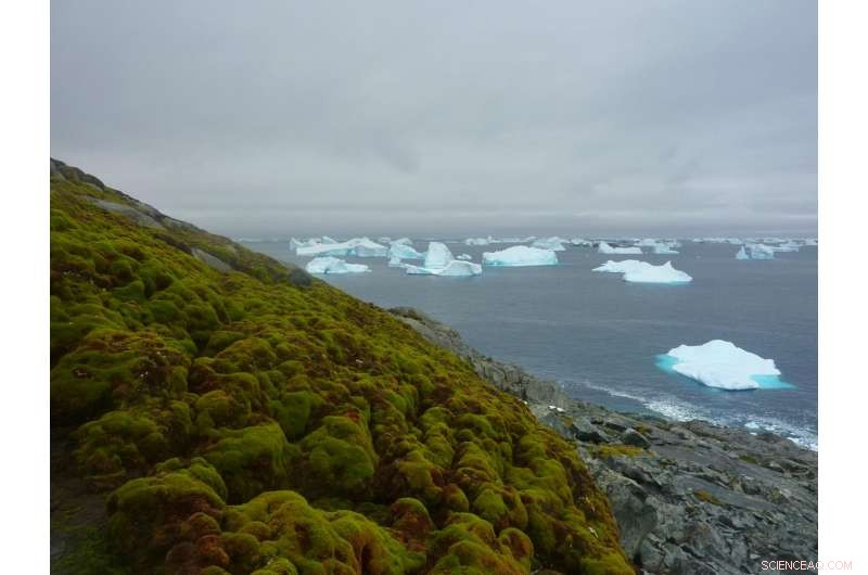 Rapid Plant Growth in Antarctica Signals Climate Change