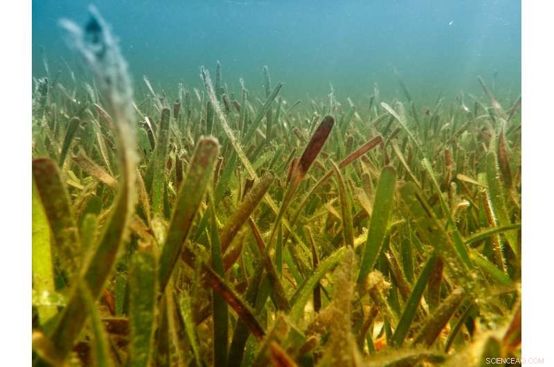 Boosting Blue Carbon Sequestration with Strategic Coastal Ecosystem Management