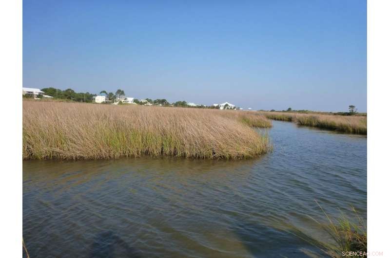 Boosting Blue Carbon Sequestration with Strategic Coastal Ecosystem Management