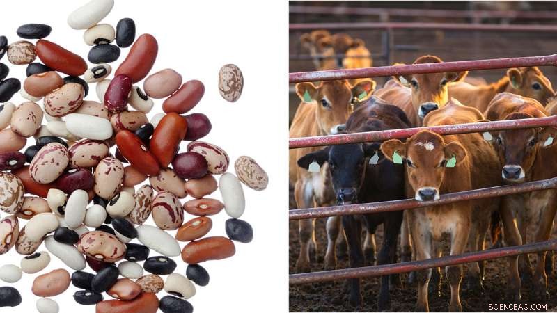 Eating Beans Over Beef Could Significantly Cut Greenhouse Gas Emissions, Study Finds