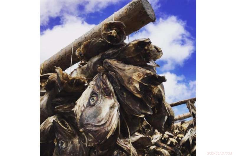 Coring Arctic Lakes to Uncover Viking Settlement Secrets