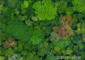 Advanced Rainforest Mapping Enhances Climate & Conservation Strategies
