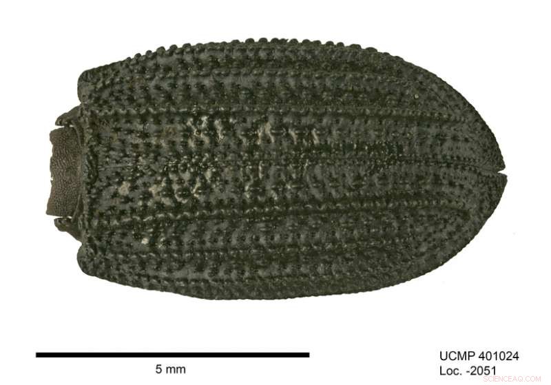 Fossil Beetles Reveal 50,000 Years of Stable Climate in Los Angeles