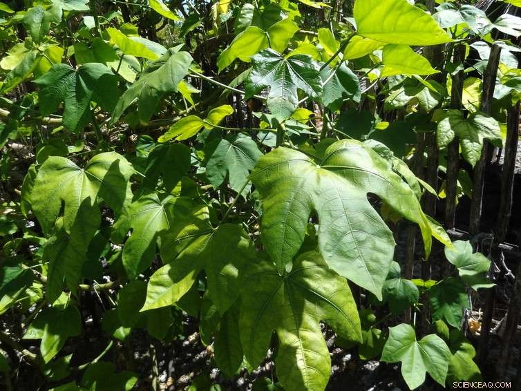 Traditional Food Gardens: Boosting Pacific Island Health and Well‑Being