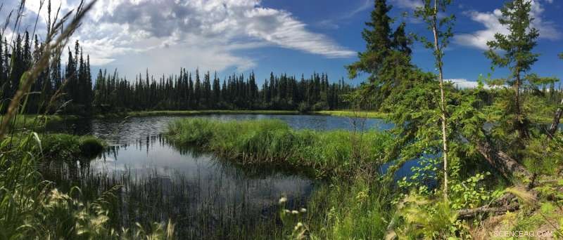 NASA Launches Arctic Ecosystem Flights to Study Alaska and Canada