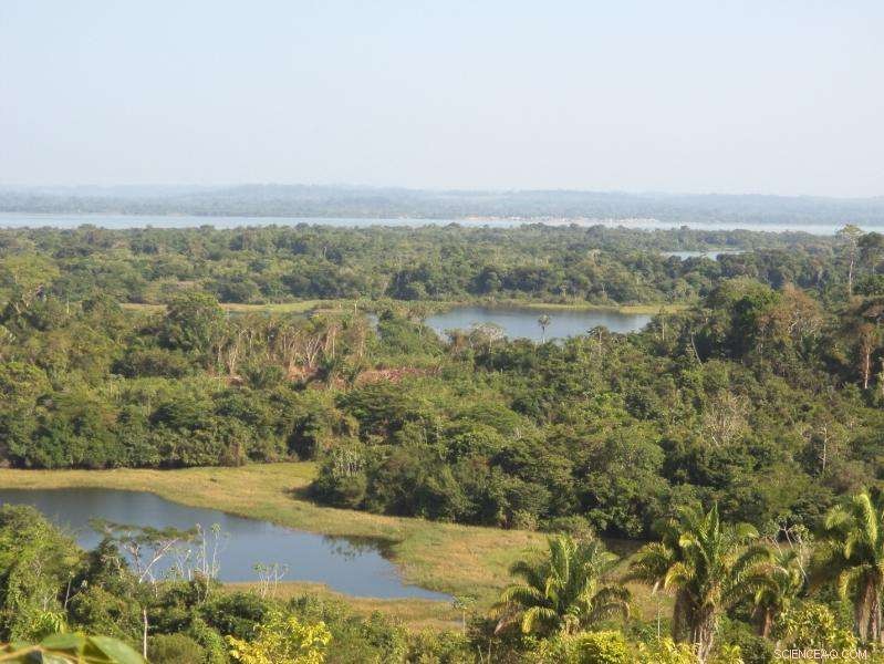 Revealing the Hidden Impact of Tropical Forest Emissions on the Atmosphere