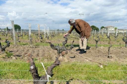 Bordeaux s Recovery Plan: Farmers Hope June Bloom Revives Ravaged Vineyards