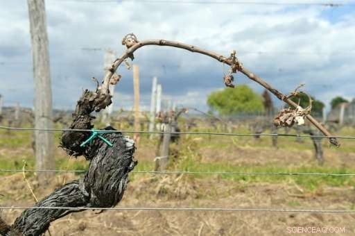 Bordeaux s Recovery Plan: Farmers Hope June Bloom Revives Ravaged Vineyards