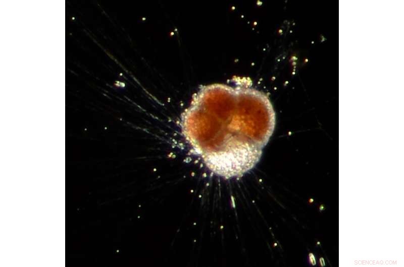 Micro-Shells Reveal Significant Shifts in Earth s Global Carbon Cycle