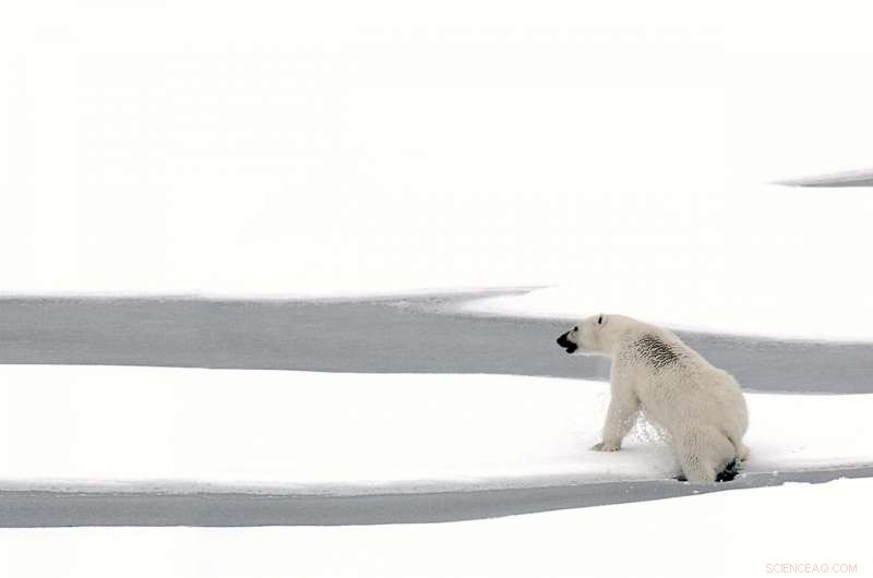 New Study Reveals Key Driver Behind Early 20th Century Arctic Warming