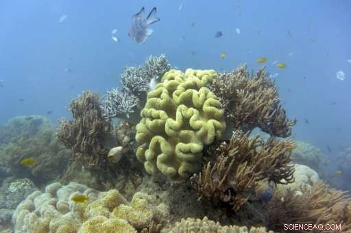 Great Barrier Reef Bleaching Worse Than Initially Estimated