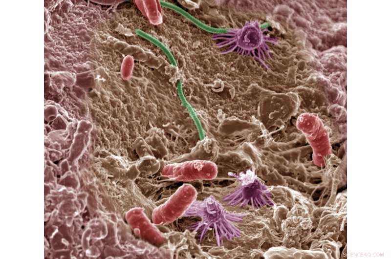 Historic Rainfall Levels Significantly Influence Soil Carbon Emissions