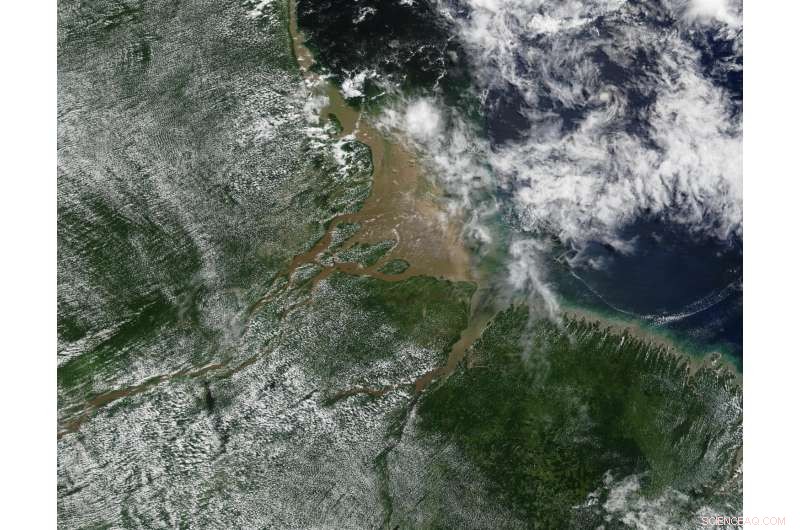 Vegetation Significantly Shapes Climate: Study Finds Up to 30% Impact