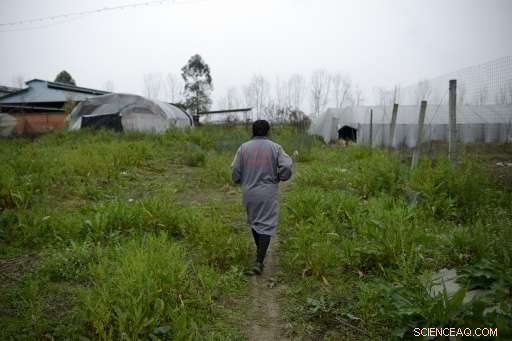 China Uses Black Soldier Fly Larvae to Cut Food Waste
