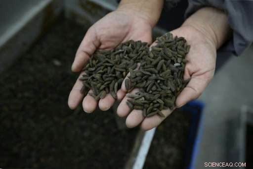 China Uses Black Soldier Fly Larvae to Cut Food Waste
