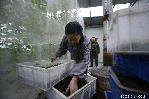 China Uses Black Soldier Fly Larvae to Cut Food Waste