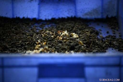 China Uses Black Soldier Fly Larvae to Cut Food Waste