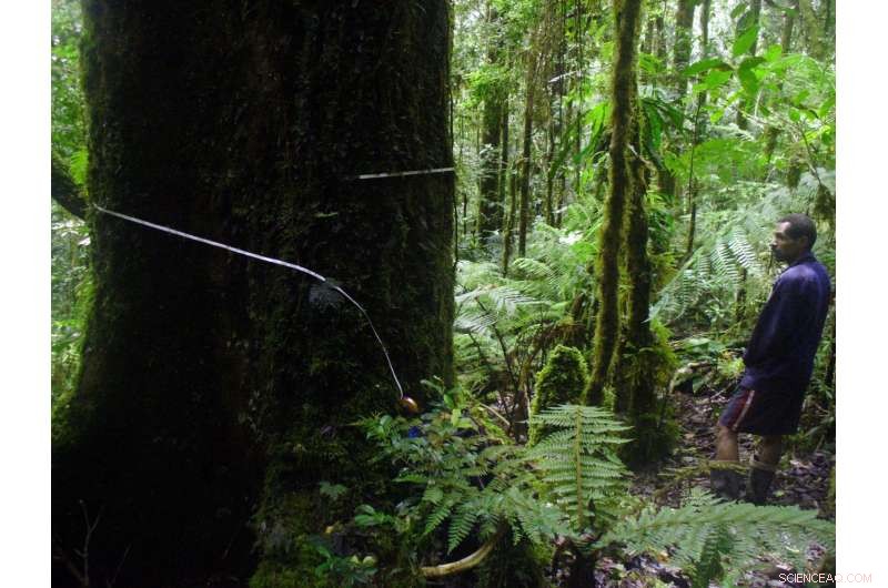 PNG Expedition Uncovers Record‑Hugging Trees on Mountain Peaks