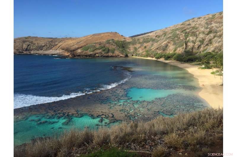 Climate Change Threatens Corals at Hawaii’s Top Tourist Destination