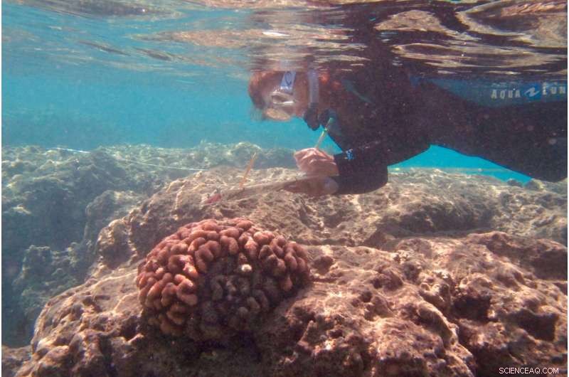 Climate Change Threatens Corals at Hawaii’s Top Tourist Destination