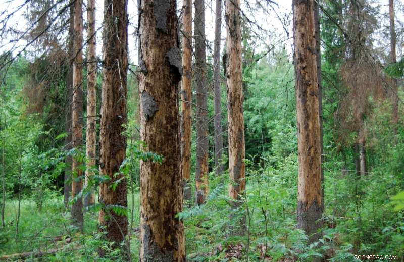 Climate Change May Amplify the Threat of Forest Pathogens to Trees