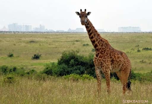 Human Activities Amplify Extinction Threats to Global Wildlife: A Comprehensive Review