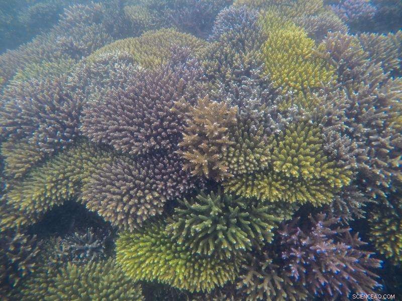 Discovering Resilient Super-Corals at the Edge of Marine Ecosystems