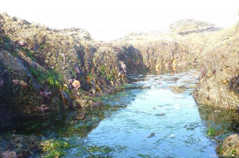 Widespread Ocean Acidification Across North America’s West Coast