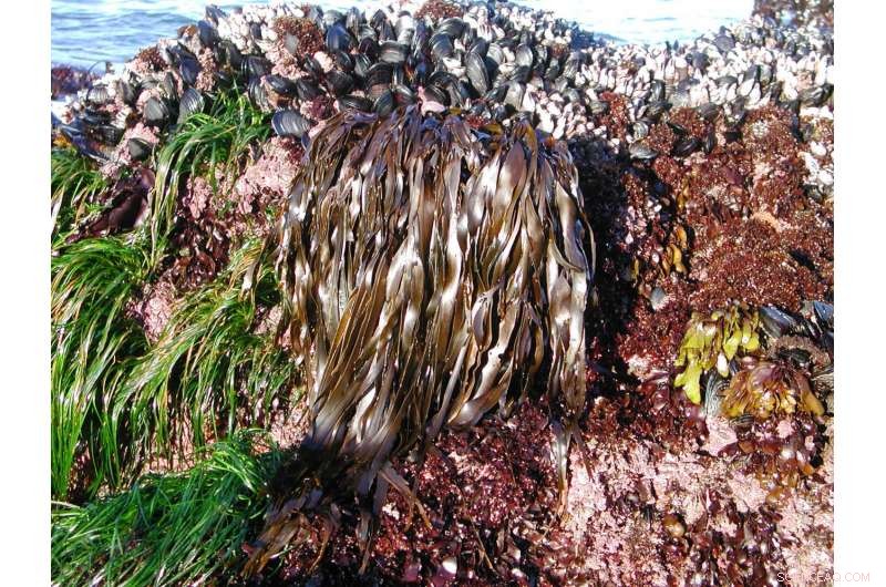 Widespread Ocean Acidification Across North America’s West Coast