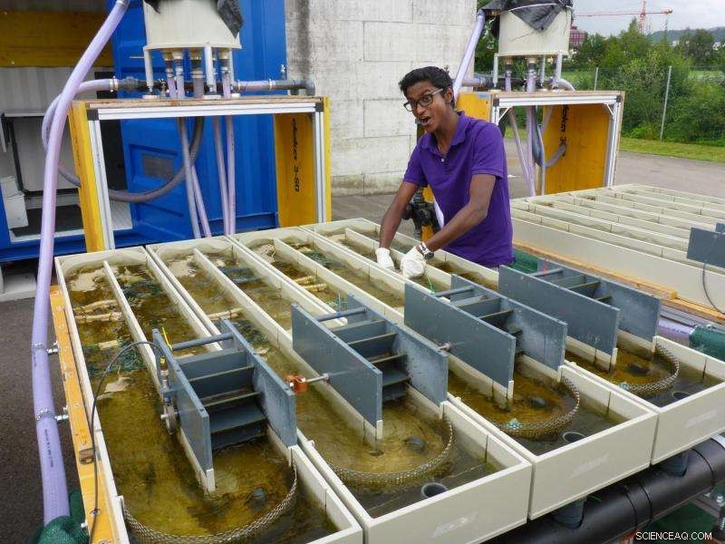 Micropollutants Threaten Ecosystem Health: Understanding the Stress Impact