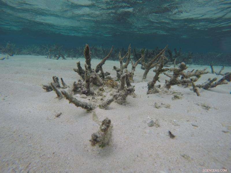 Coral Reefs Face Crisis: Why Hope Remains