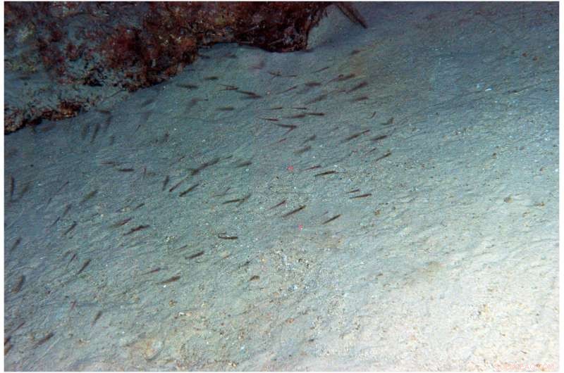 New Caribbean Fish Species Falls Victim to Invasive Lionfish – Exclusive Video