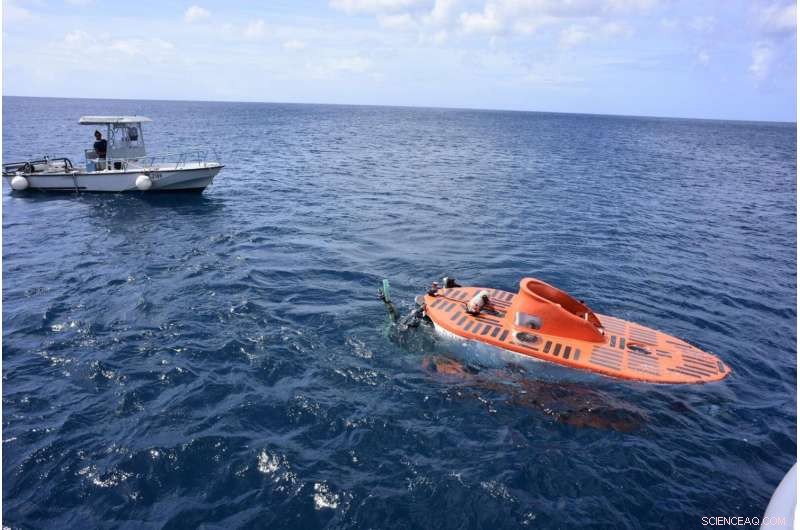 New Caribbean Fish Species Falls Victim to Invasive Lionfish – Exclusive Video
