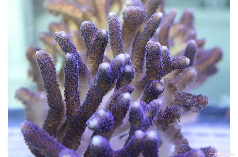 New Study Shows Stony Corals Are More Climate-Resilient Than Previously Believed