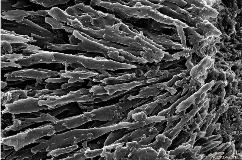 New Study Shows Stony Corals Are More Climate-Resilient Than Previously Believed