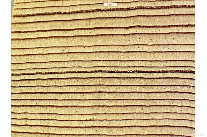 Chemical Forensics: Using Wood Analysis to Combat Illegal Logging